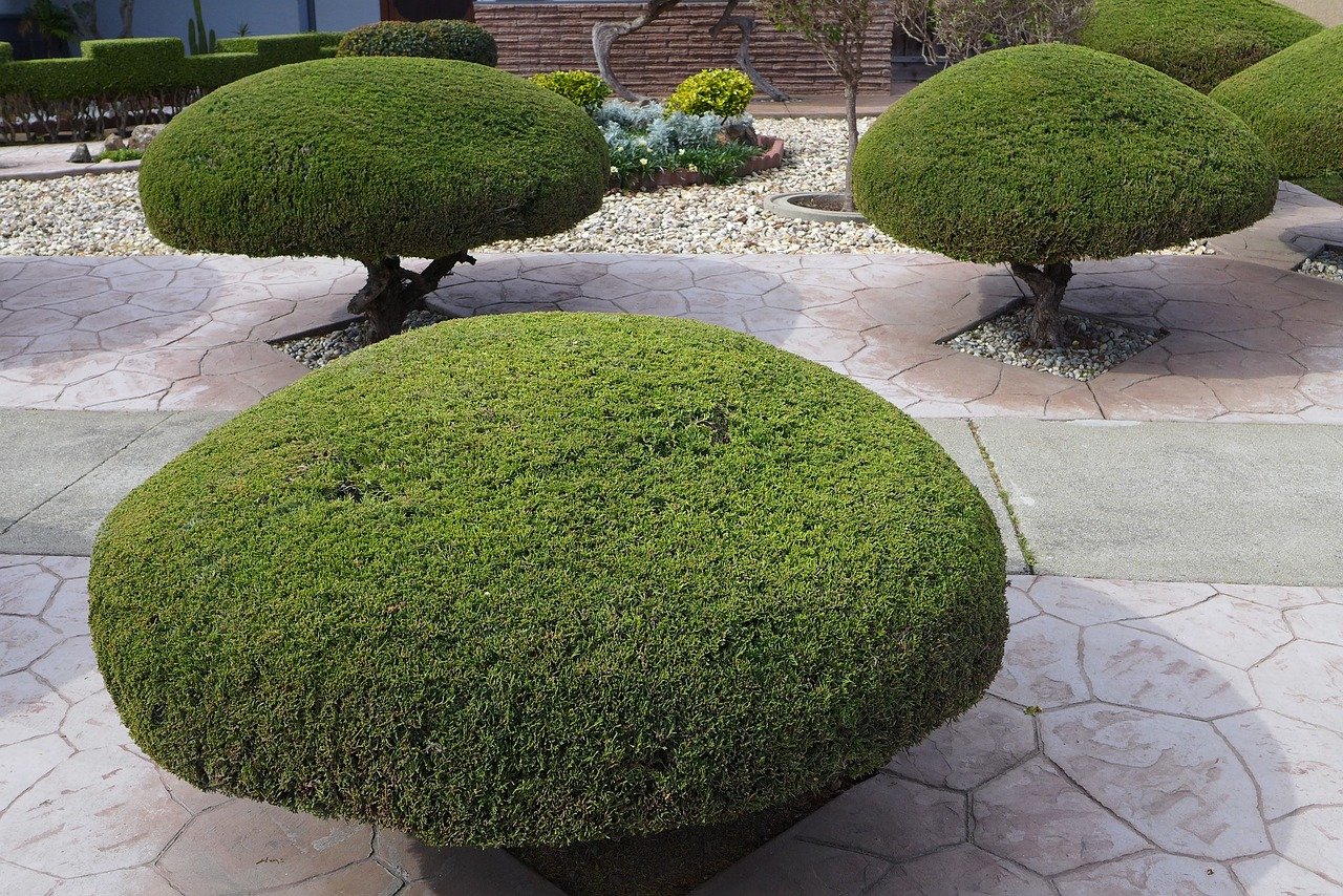 trees, trimmed, shaped, manicured, gardening, trimming, pruning, outdoor, nature, trimming, pruning, pruning, pruning, pruning, pruning