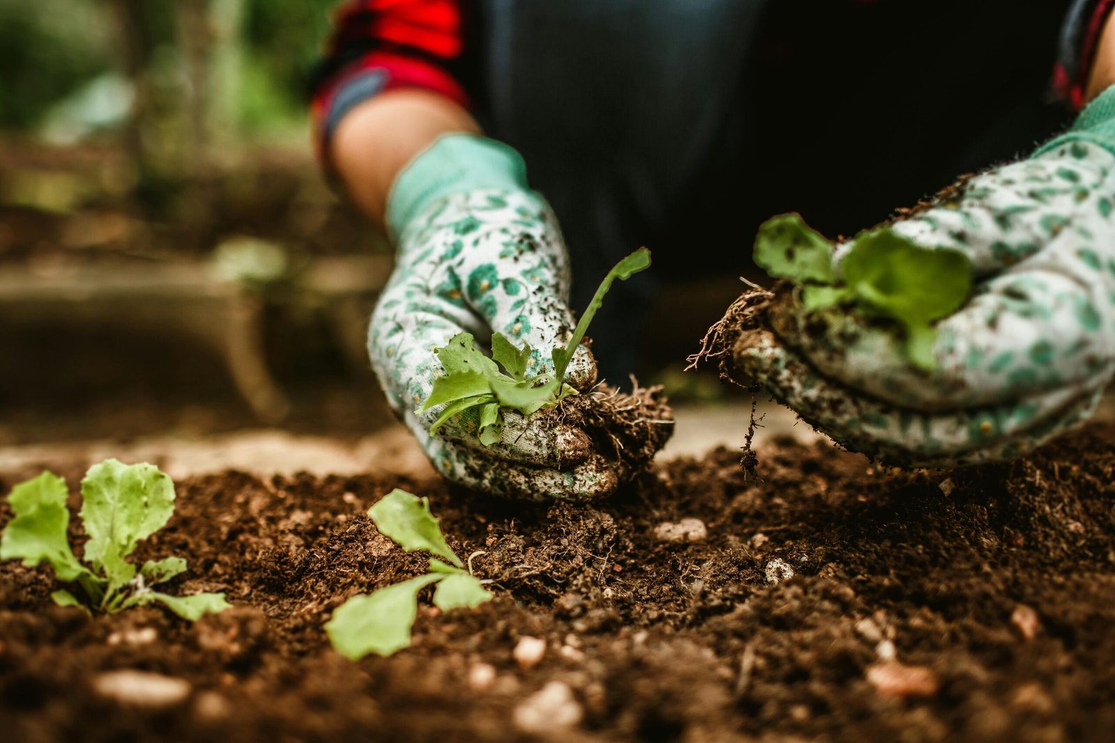 Close-up of a gardener's hands planting seedlings in the soil, focusing on gardening tasks outdoors.