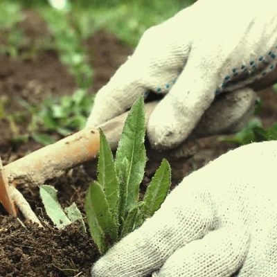 Weeding-Your-Garden-Like-A-Professional