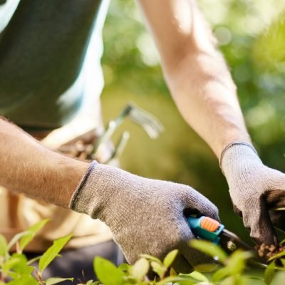 close-up-strong-man-gloves-cutting-leaves-his-garden-farmer-spending-summer-morning-working-garden-near-countryside-house