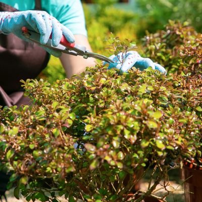 Female gardener cutting plants with pruner