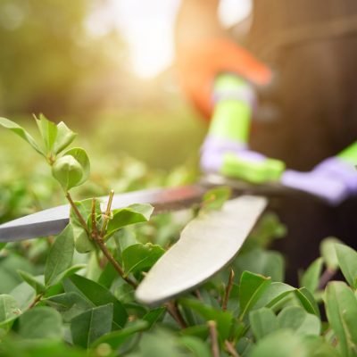 Male hands cutting bushes with big scissors.