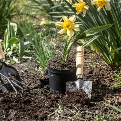 Planting flowers in the garden, garden tools, flowers